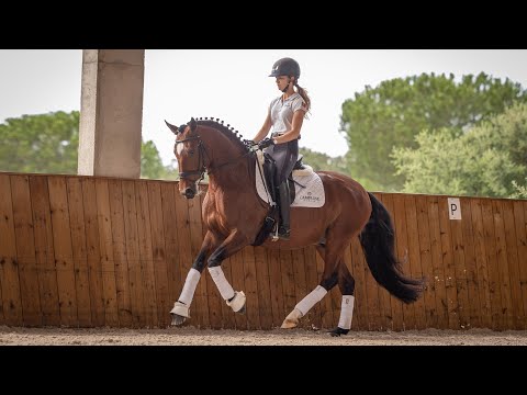 Horse for Sale |  Remarkable Piro Free Dressage Prospect by Escorial (REF#662)