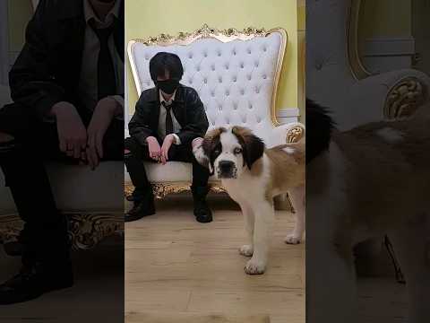 puppy name reveal #Levi