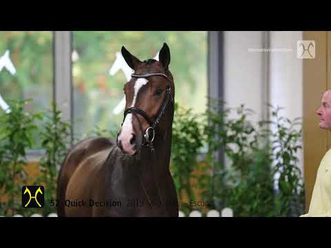 Verden Auction Online - young stallions - November, 20th - No. 52 Quick Decision by Qualito - Escudo