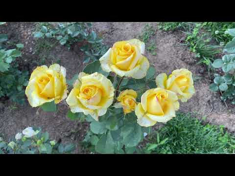 Троянди прогулянка 07.07.21