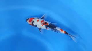 video van Showa SH-V24-011497