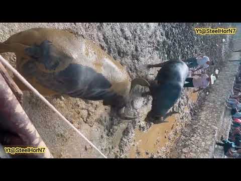 BuffaloShow Gone Funny #treditional Buffalosports championship village bullking #Funnymoments 