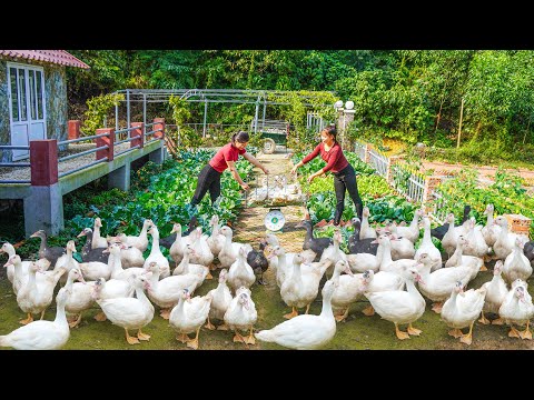 Selling The Flock Of Geese After 3 Months Of Raising Them and Switching To Raising Chicks.