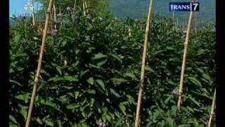 preview picture of video 'keripik buah pepino, by BU NOER Malang, Indonesia'