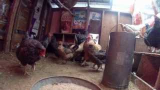 First GoPro video - Feeding the Chickens to Jerry Reed's "The Bird"