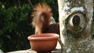 preview picture of video 'Écureuil roux - Red squirrel. 02'