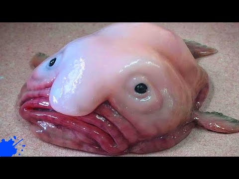 10 NAJSTRAŠNIJIH MORSKIH ČUDOVIŠTA