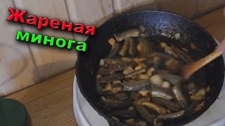 Минога как ловить и готовить