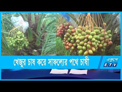 লবণাক্ত জমিতে সৌদি খেজুর চাষে সাফল্য