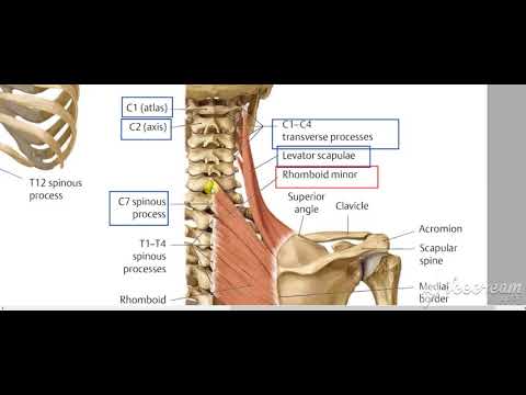 Levator scapula rhomboid muscles