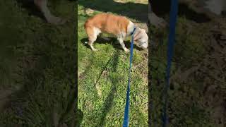 Video preview image #1 Mutt Puppy For Sale in Stratham, NH, USA