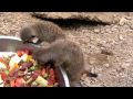 Baby Meerkats