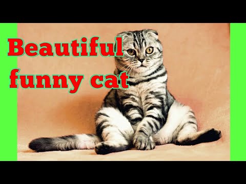 #Beautiful Funny Cat