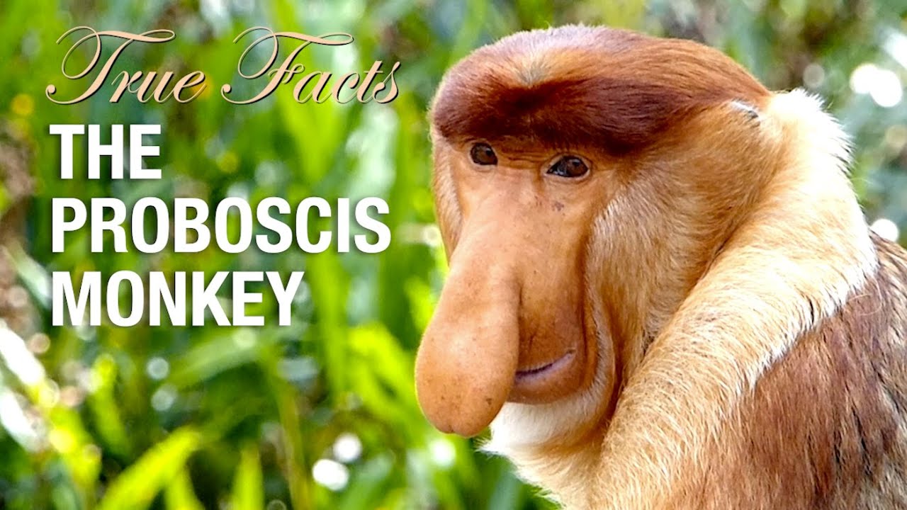 True Facts: Proboscis Monkey