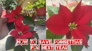 How to save poinsettia plant for next year,How to get red leaves of poinsettias,summer care propagat