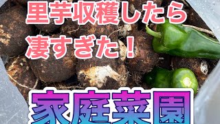 【家庭菜園】　里芋を収穫したよ