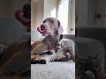 Cats Vs Dogs Funny Catvideos Catshorts Cat