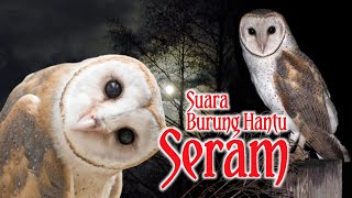 Download lagu TERBARU... ! SUARA BURUNG HANTU PALING SERAM 2022 || Jangan nonton sendirian mp3