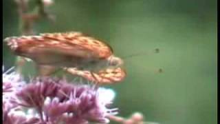 Jamiroquai--- Butterfly