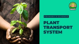 Science Nuggets - Plant Transport System