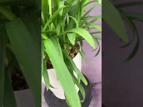 園芸 アガパンサス、ナイルユリ、ブルーチュベローズ