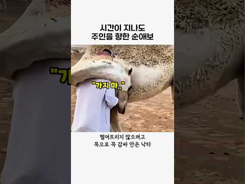 오랜만에 주인을 본 동물들 #동물#사자#낙타#감동#animal#힐링