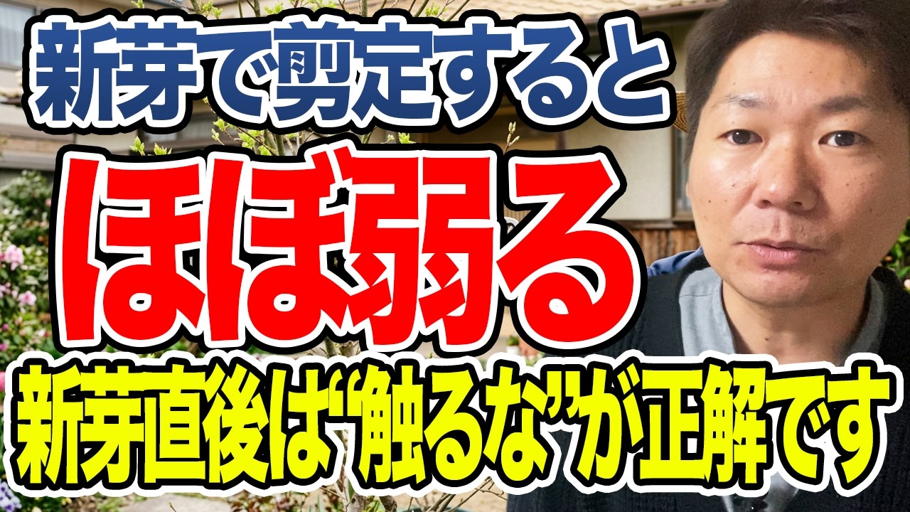 新芽でやると“木が弱る行為”3選【知らないと危険】