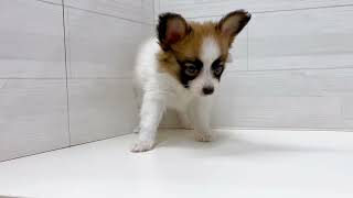 パピヨンの動画01