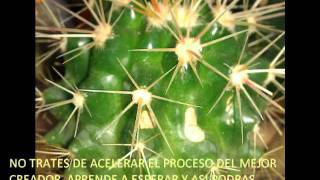 ALZA TUS OJOS - MACOS YAROIDE