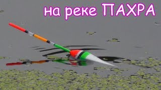 Клев на пахре завтра