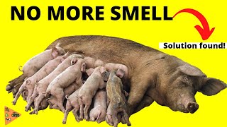 6 WAYS to REDUCE BAD SMELL/ODOR IN A PIG FARM (NO MORE SMELL IN A PIG FARM)
