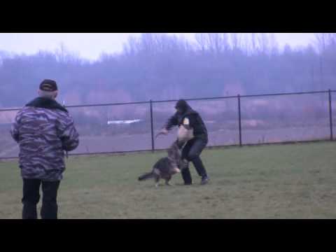 Troyen's Ehka Euro IPO1 C