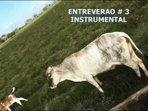 ENTREVERAO # 3  –  Instrumental  llanero  [Música llanera] 🎵