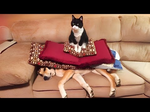 I'm the boss here! When your cat is a gangster