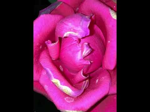 Beautiful flowers my friend #flowers  #my   #friends