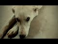 Animals Status It S Indian Nature