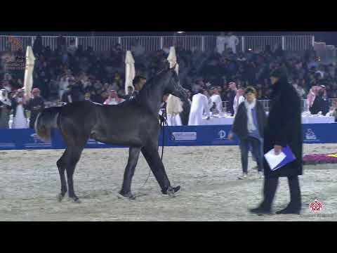 N 90 TAYBAT ALENAYA   Asharqia Arabian Horse Classic 2020   Fillies 2 Years Old Class 2C