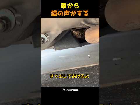 車から猫の声がする