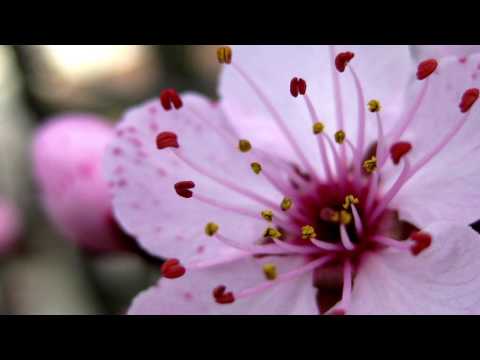 Kamuza - Sakura