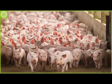 Pig Farm 🐷 How American Farmers Raise 80 Million Pigs | Farming Documentary