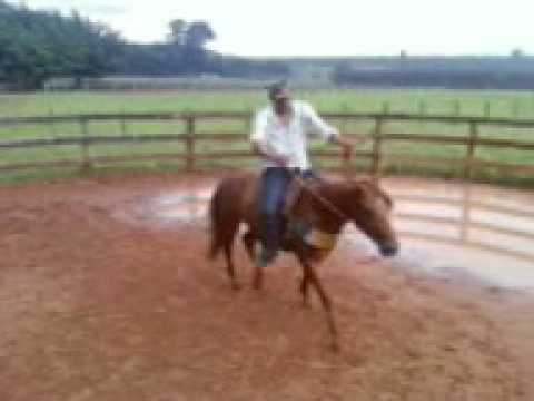 Nando potro de laço e apartação