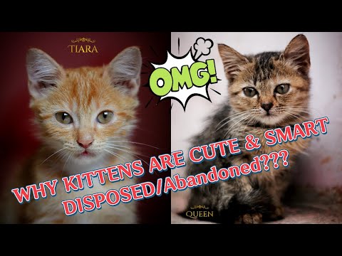Tiara & Queen are abandoned kittens