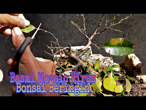 , title : 'Prunning Total Daun Terserang Virus Mozaik , Mencegah Kematian Bonsai Ficus Benjamina'