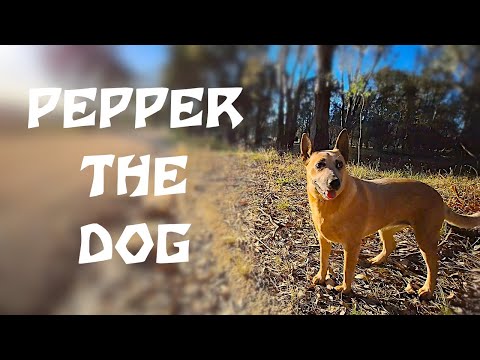 Pepper the Dog 063 (4K)