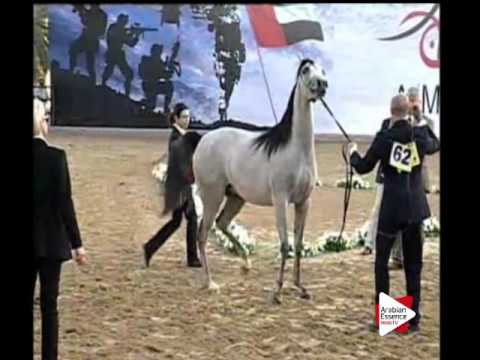 N.62 RAZAN AL BIDAYER - Ajman 2016 - Fillies 2 years old (Class 2A)