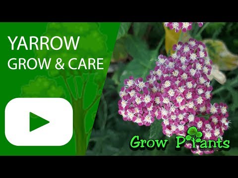 Yarrow - Achillea millefolium - Growing and care