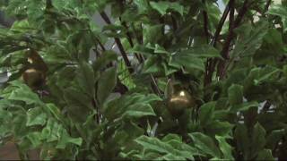 Camelot | May Trees: Behind the Scenes | Stratford Shakespeare Festival