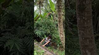 Download lagu intip semak ada pergerakan mp3