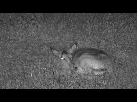 Djuma: Impalas resting at dark - 19:33 - 10/23/19