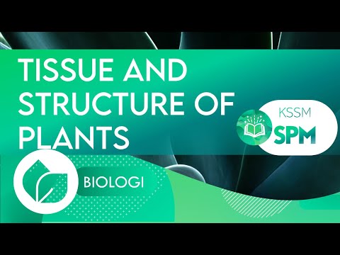 ? BIOLOGY | TISSUE AND STRUCTURE OF PLANTS